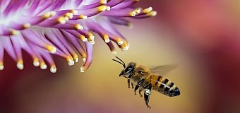 „Rola pszczół w przyrodzie” – konkurs