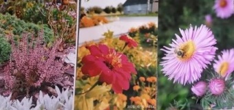 Rozstrzygnięcie konkursu fotograficznego „Kwiaty jesienią”