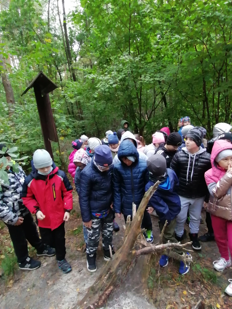 Grupka uczniów z klasy 3c i 3f stoi w lesie wokół wyrwanego pnia drzewa