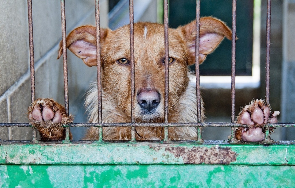 zdjęcie przedstawia psa zamkniętego w klatce.