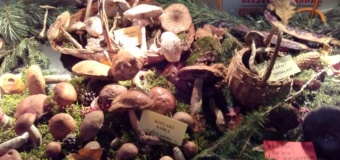 Wystawa grzybów