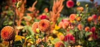 Konkurs fotograficzny „Jesienne kwiaty”