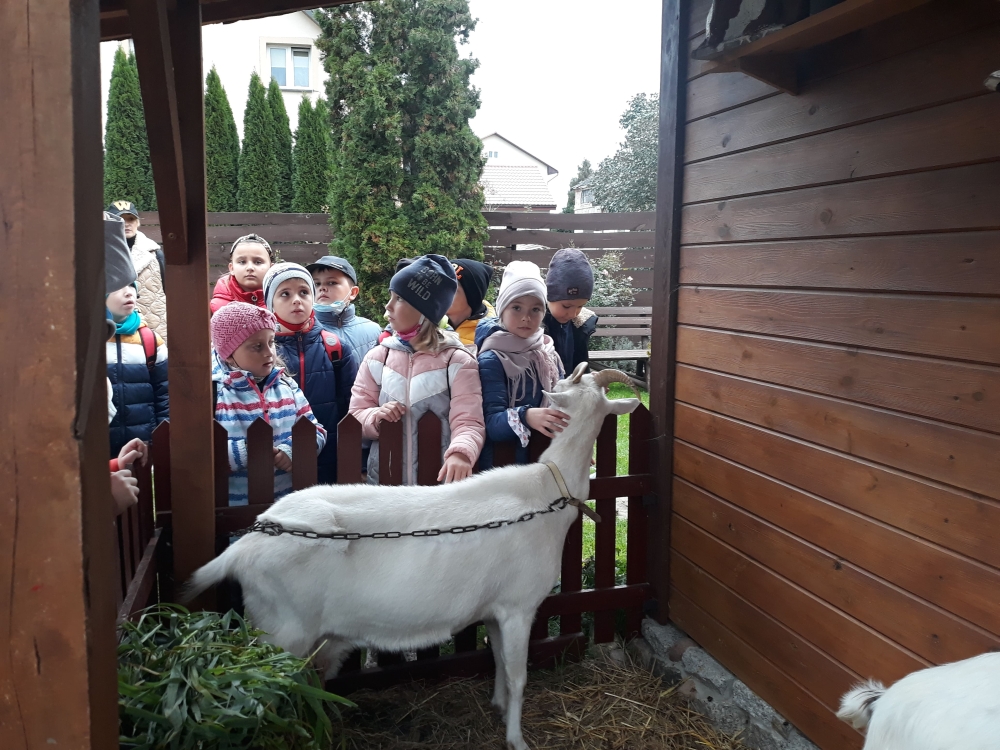uczniowie klasy 2D i 2 C głaszczą kozę w zagrodzie.