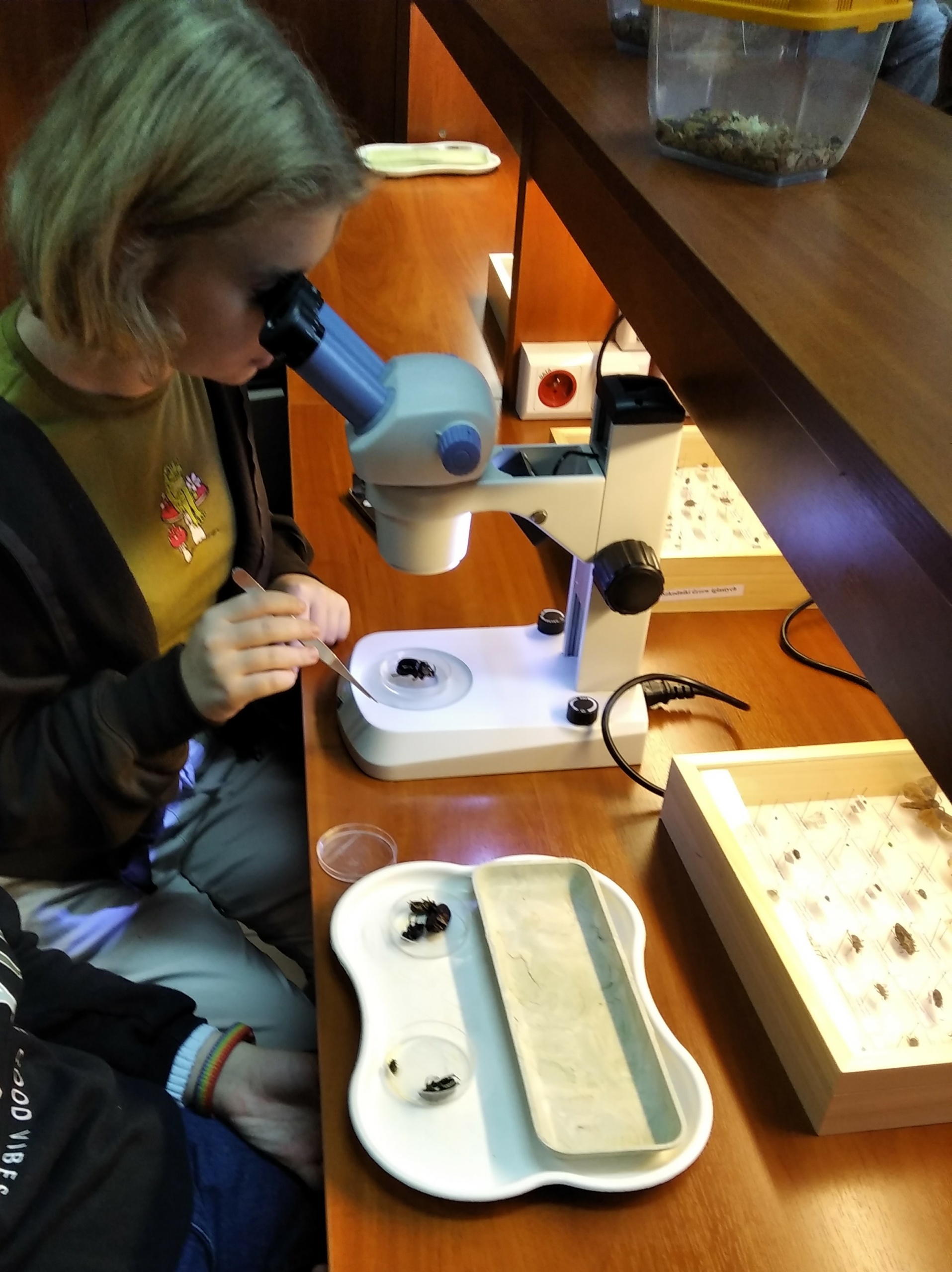 Fragment pomieszczenia z brązowym biurkiem, na którym stoi mikroskop, skrzyneczki z preparatami owadów. Przy biurku siedzi uczennica w zielonej bluzie i ogląda prze mikroskop preparat owada.
