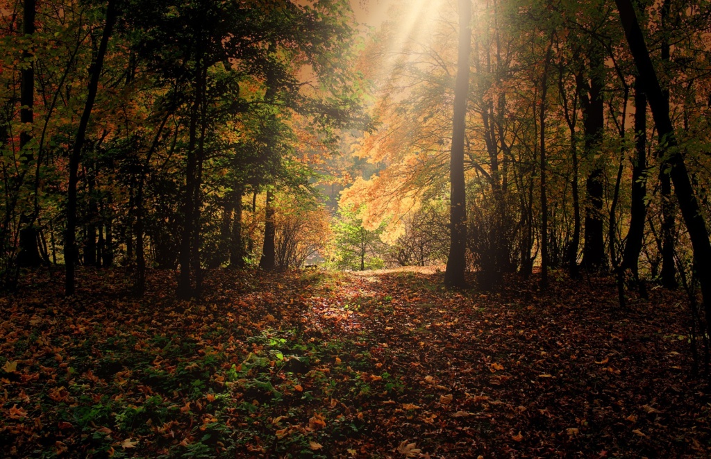 Zdjęcie przedstawia jesienny las z różnokolorowymi , spadającymi liśćmi. Przez drzewa przebłyskują promienie słońca,