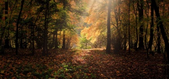 Konkurs fotograficzny „Jesienią”