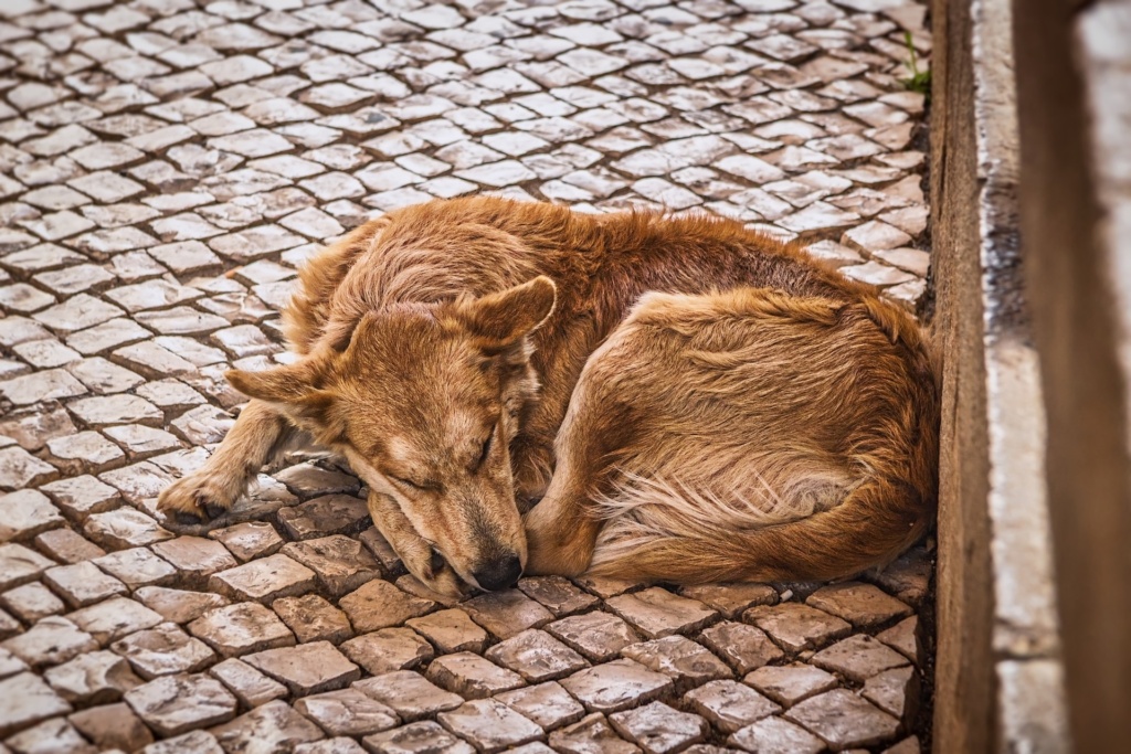 Zdjęcie przedstawia śpiącego na ulicy psa.