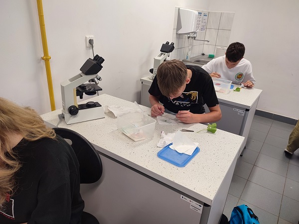 uczniowie przygotowują preparat z liścia pelargonii na szkiełku do oglądania pod mikroskopem