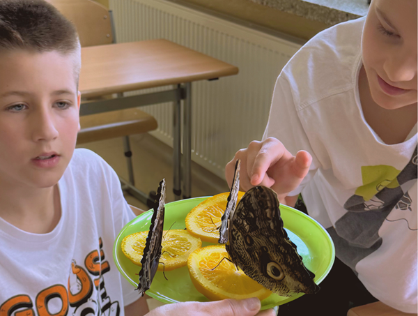 dwóch chłopców ogląda motyle egzotyczne siedzące na plasterkach pomarańczy