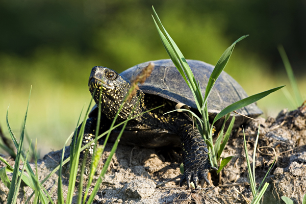żółw błotny z Poleskiego Parku Narodowego na tle ziemi